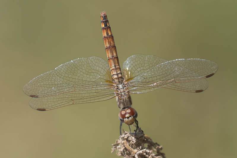 Trithemis annulata female-220167.jpg